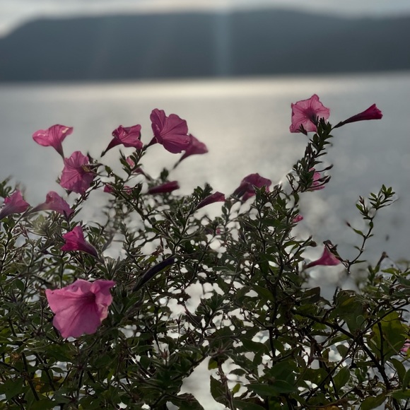 Meet your Posher, Didi - Picture 1 of 1